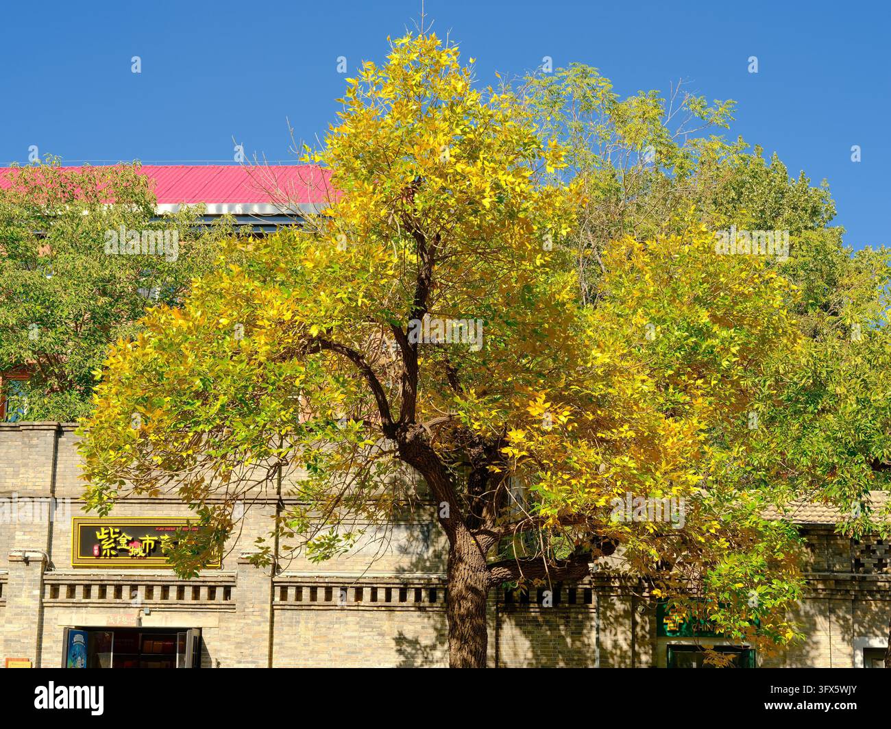Golden Link Tree Golden ash trees line both sides of Wusi Street in Beijing, presenting ...