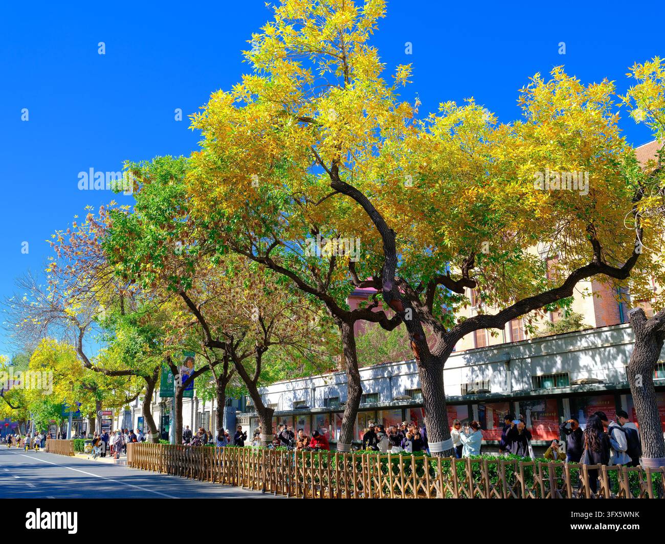 Golden Link Tree Golden ash trees line both sides of Wusi Street, presenting charming ...