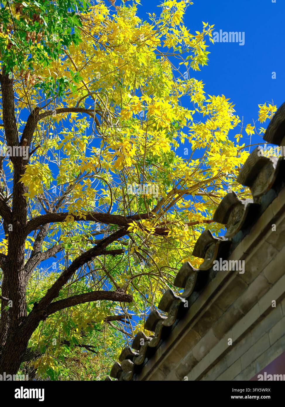 Golden Link Tree Golden ash trees line both sides of Wusi Street in Beijing, presenting ...