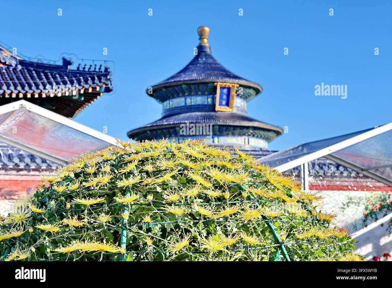 Temple Display Workers put finishing touches on chrysanthemum displays at the Hall of ...