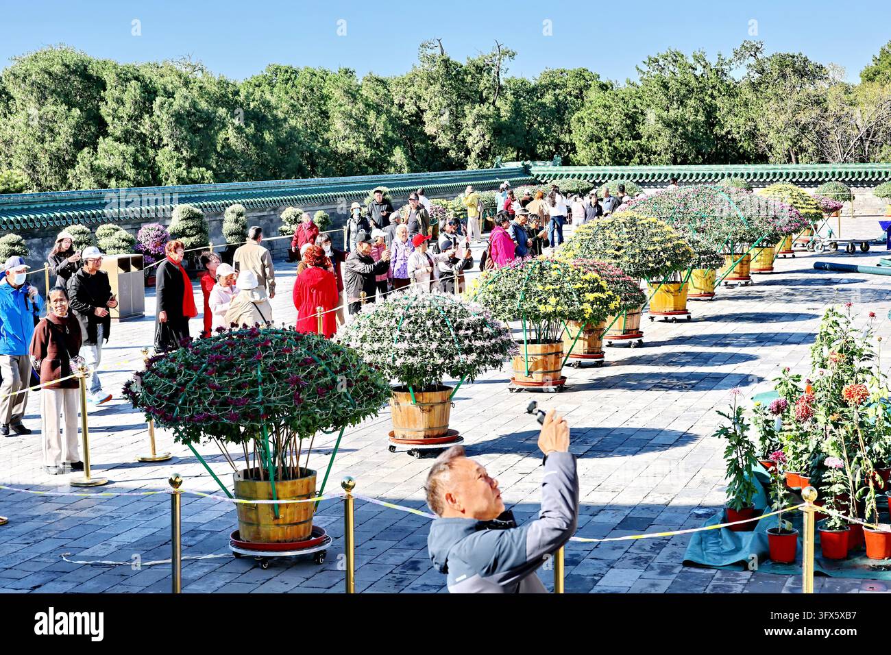 Temple Display Workers put finishing touches on chrysanthemum displays at the Hall of ...