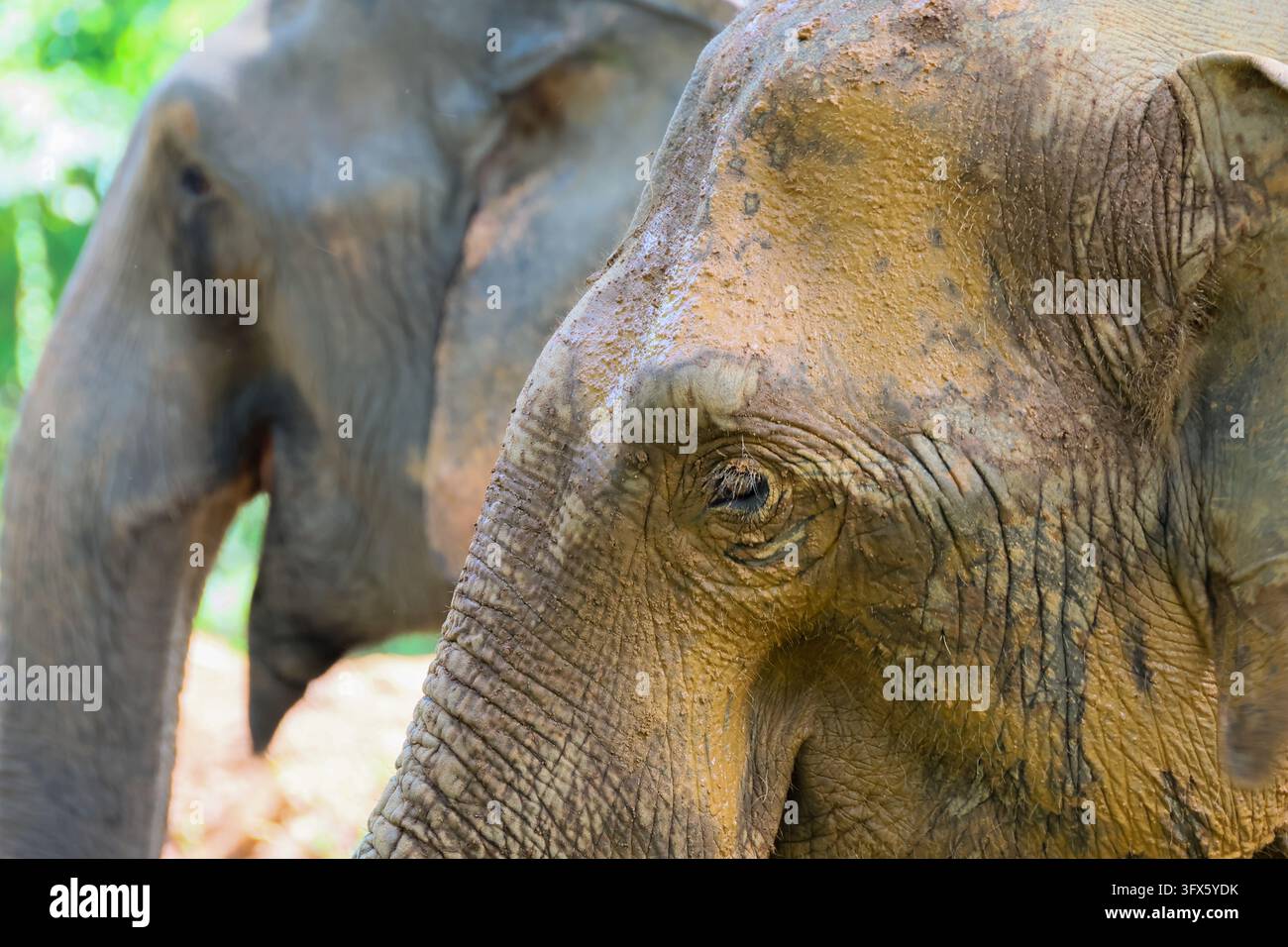 An elephant portrait with textured skin and calm expression beside ...
