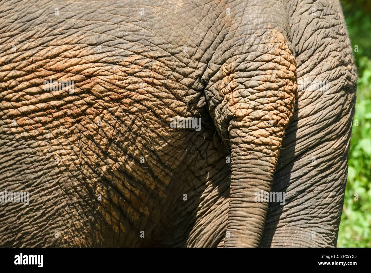An elephant skin and ear with wrinkled texture, close up wildlife ...