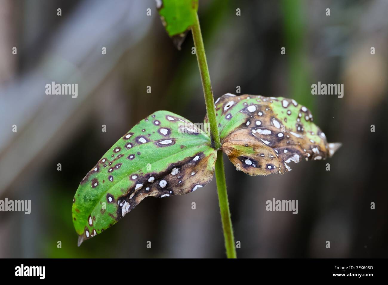 A green leaf with white spots and brown damage on slender stem, close ...