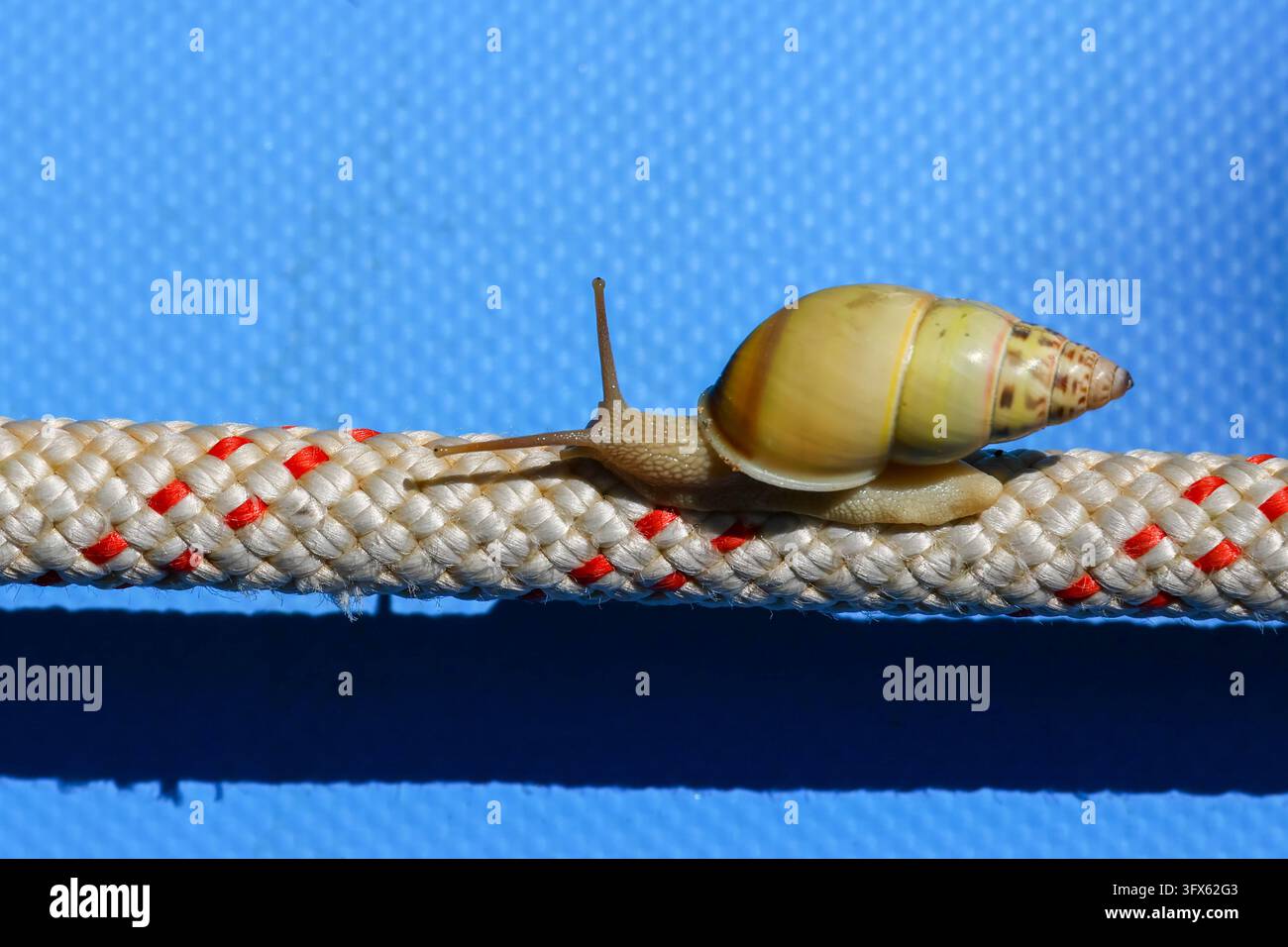 Study With Live A snail crawling across braided rope against bright blue background ...
