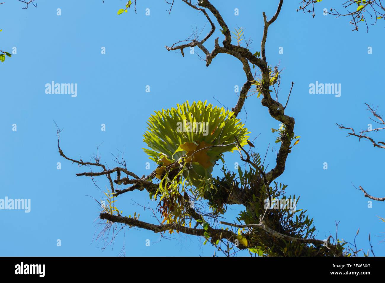 A tropical epiphyte growing on weathered tree branch beneath clear blue ...