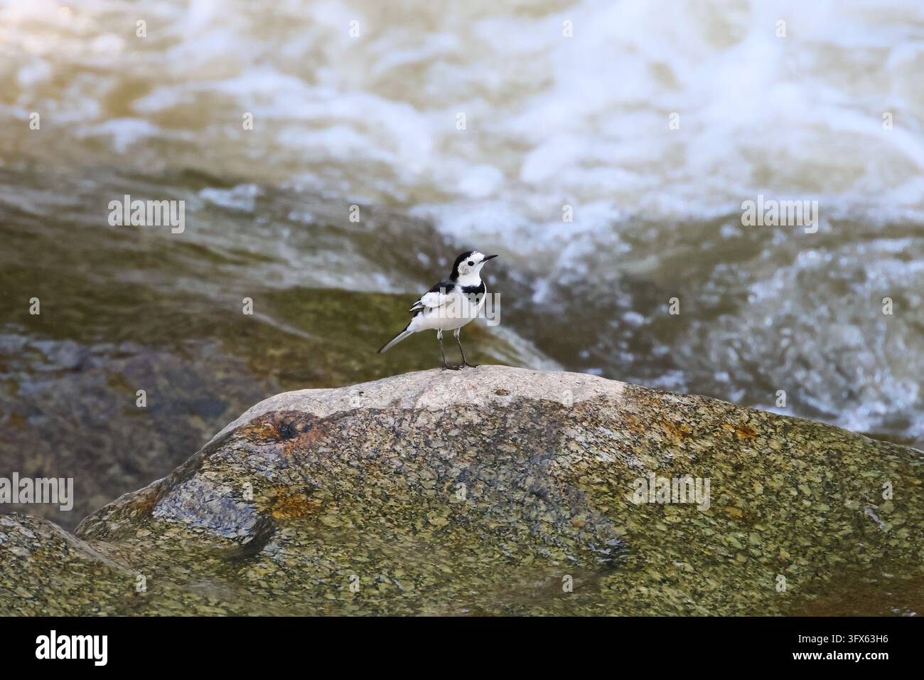 Rivers With Ripples A wagtail bird perched on mossy river rock beside flowing water ...