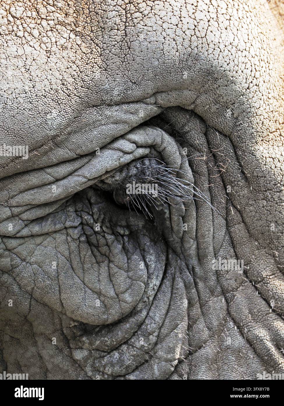 Säugetiere, Afrikanischer Elefant, Loxodonta africana, African elephant ...