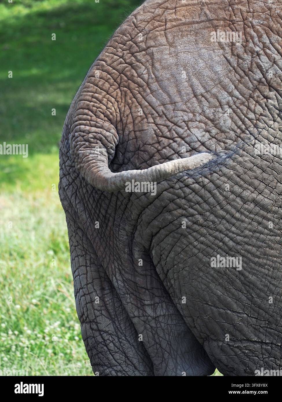 Säugetiere, Afrikanischer Elefant, Loxodonta africana, African elephant ...