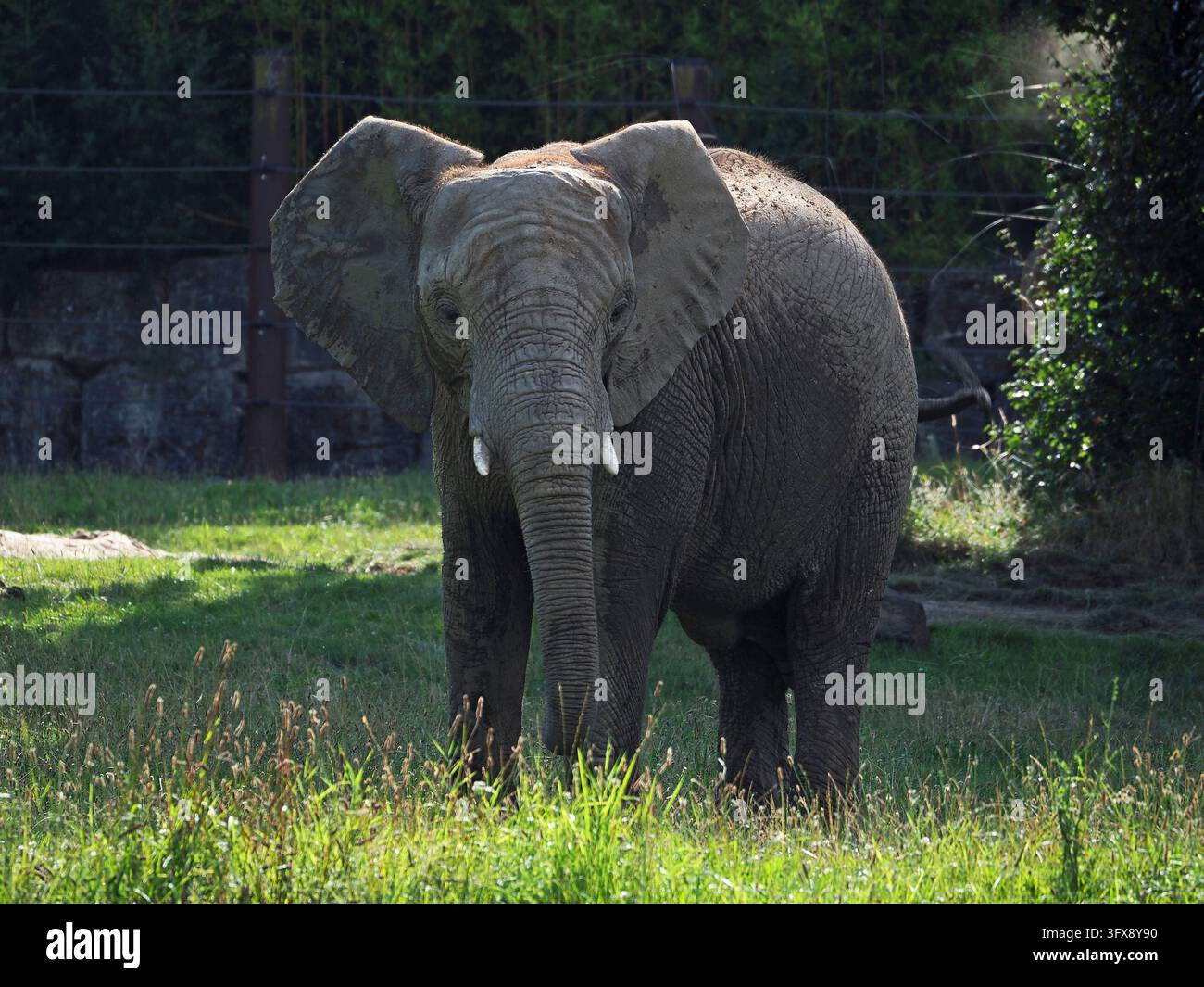 Säugetiere, Afrikanischer Elefant, Loxodonta africana, African elephant ...