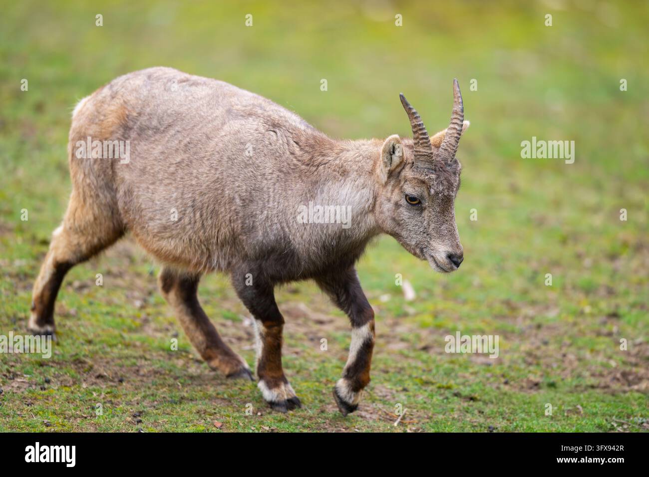 Alpine ibex (Capra ibex) female walking on a meadow, Bavaria, Germany ...
