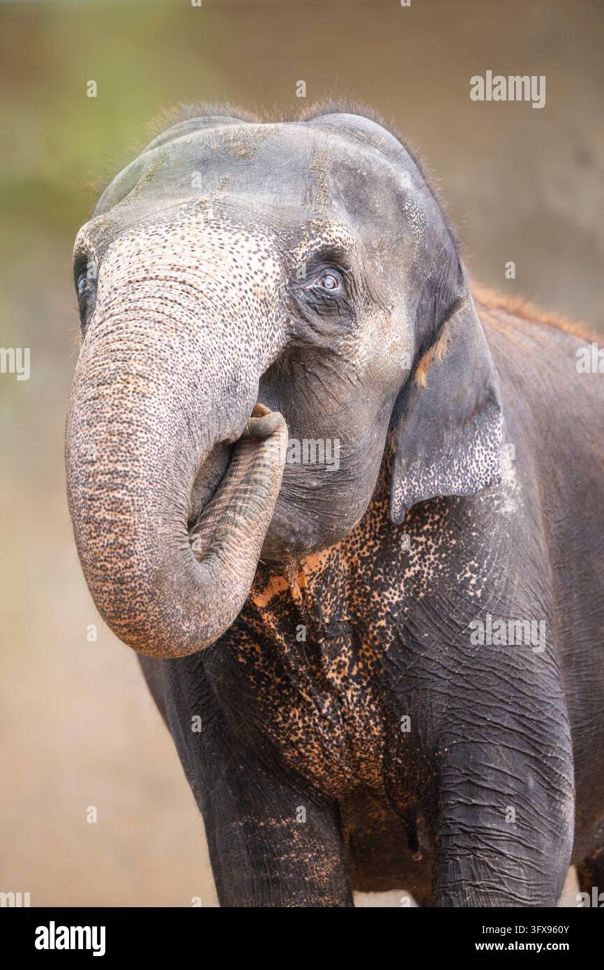 African bush elephant (Loxodonta africana), portrait, captive ...