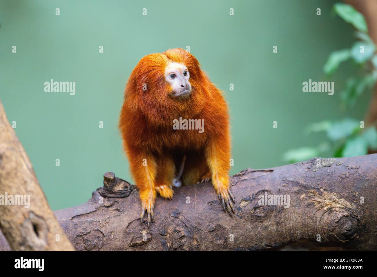 Golden Link Tree Golden lion tamarin (Leontopithecus rosalia), climbing on a tree ...