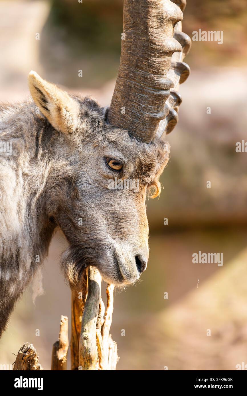 Alpine ibex (Capra ibex), in the mountains, Bavaria, Germany, Europe ...