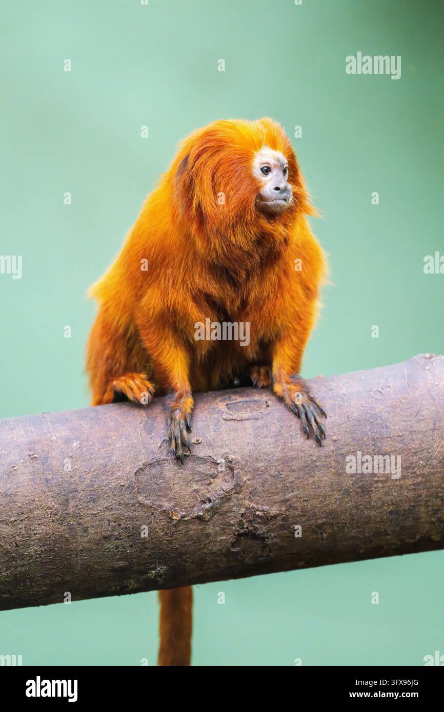 Golden Link Tree Golden lion tamarin (Leontopithecus rosalia), climbing on a tree ...