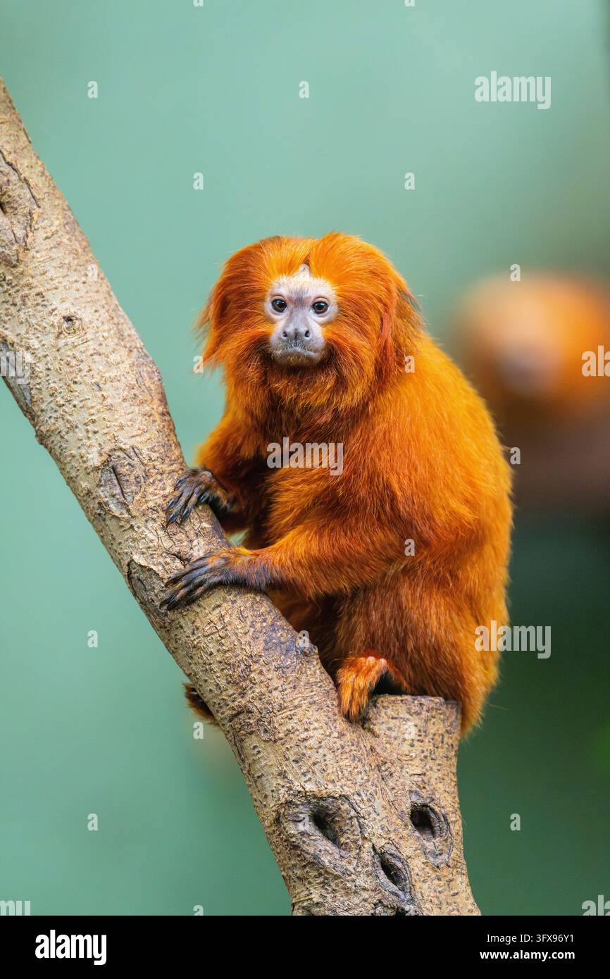 Golden Link Tree Golden lion tamarin (Leontopithecus rosalia), climbing on a tree ...