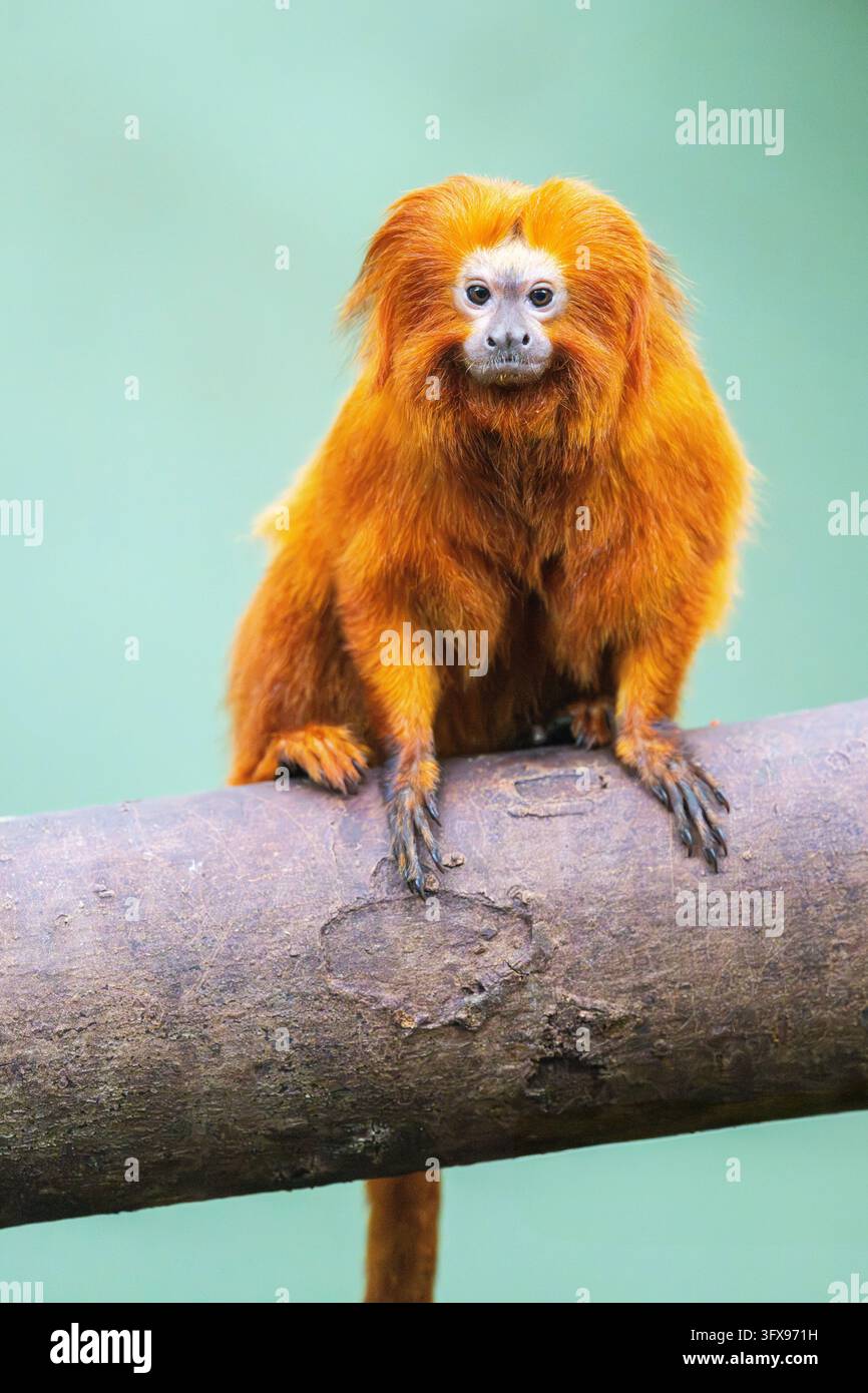 Golden Link Tree Golden lion tamarin (Leontopithecus rosalia), climbing on a tree ...