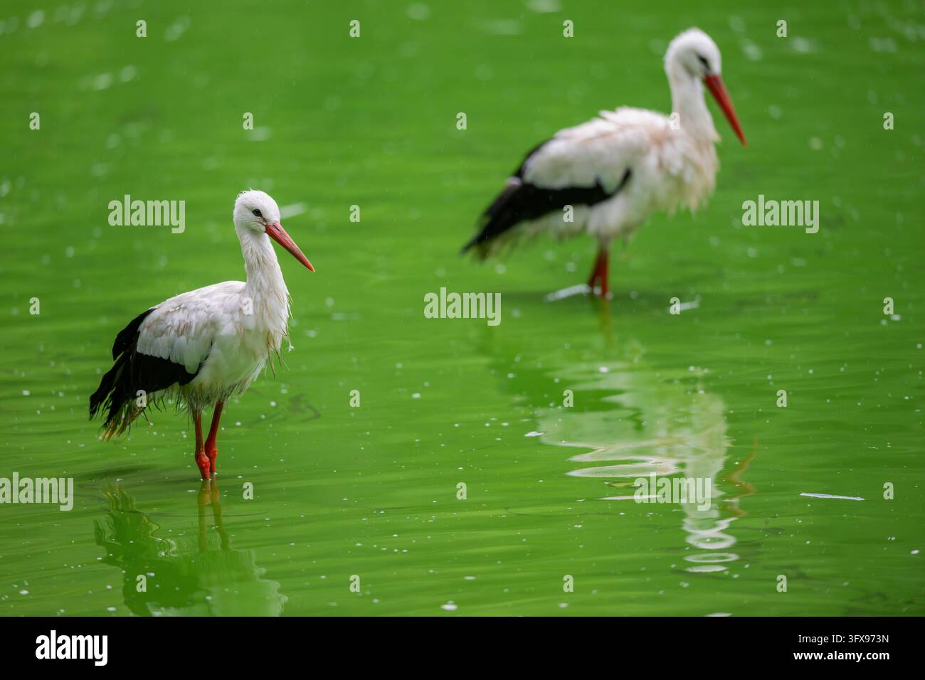 White stork (Ciconia ciconia) standing in a little lake in the water ...
