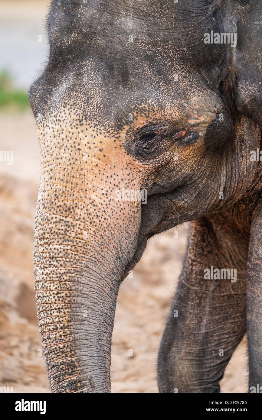 African bush elephant (Loxodonta africana), portrait, captive ...