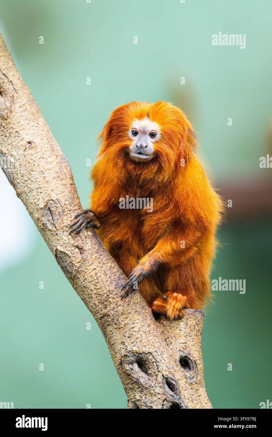 Golden Link Tree Golden lion tamarin (Leontopithecus rosalia), climbing on a tree ...