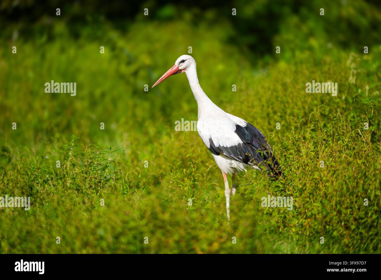White stork (Ciconia ciconia) on a meadow, Hesse, Germany, Europe Stock ...