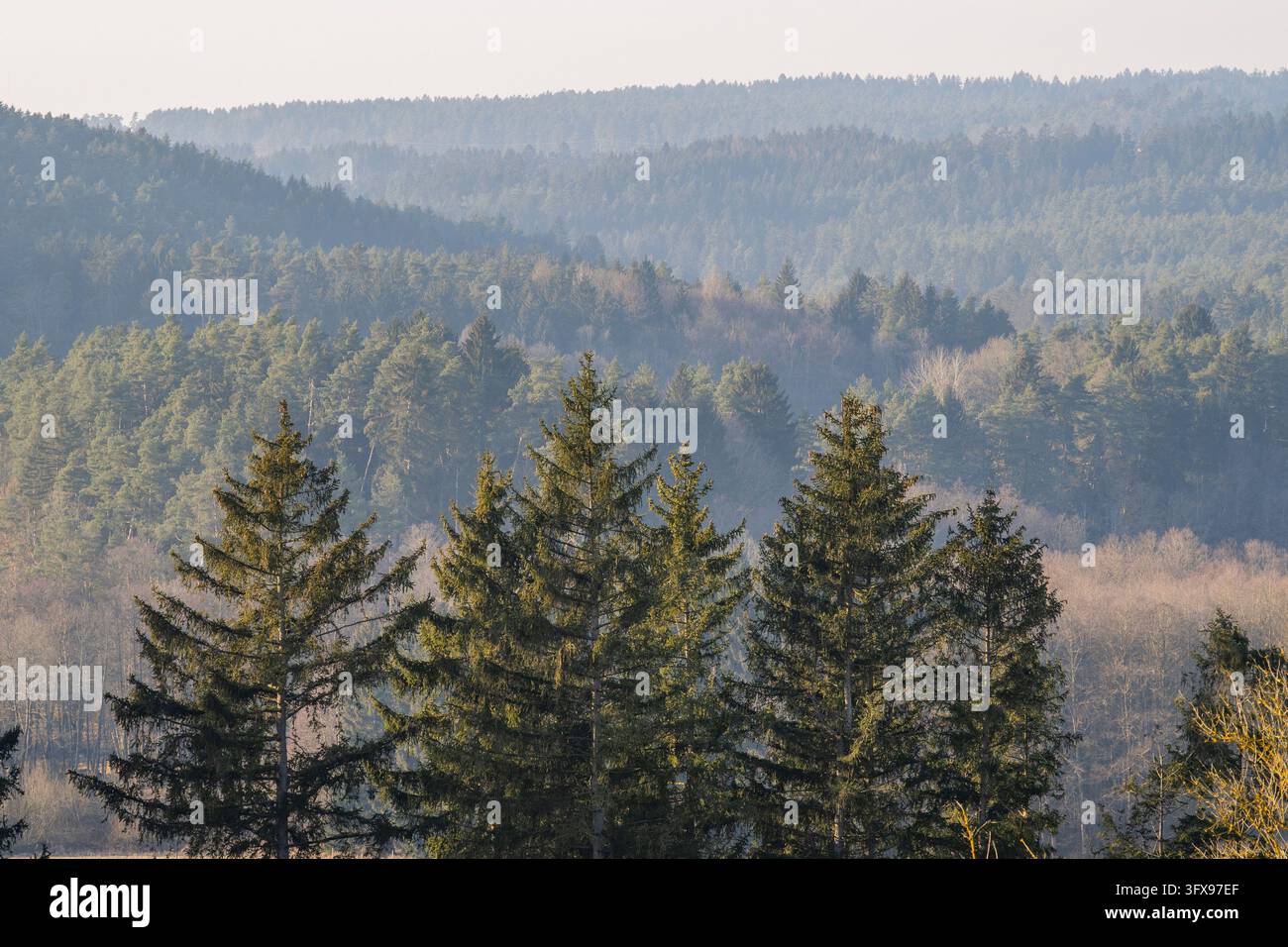 Trees In Forest View over the trees and forest of the upper palatinate forest in winter ...