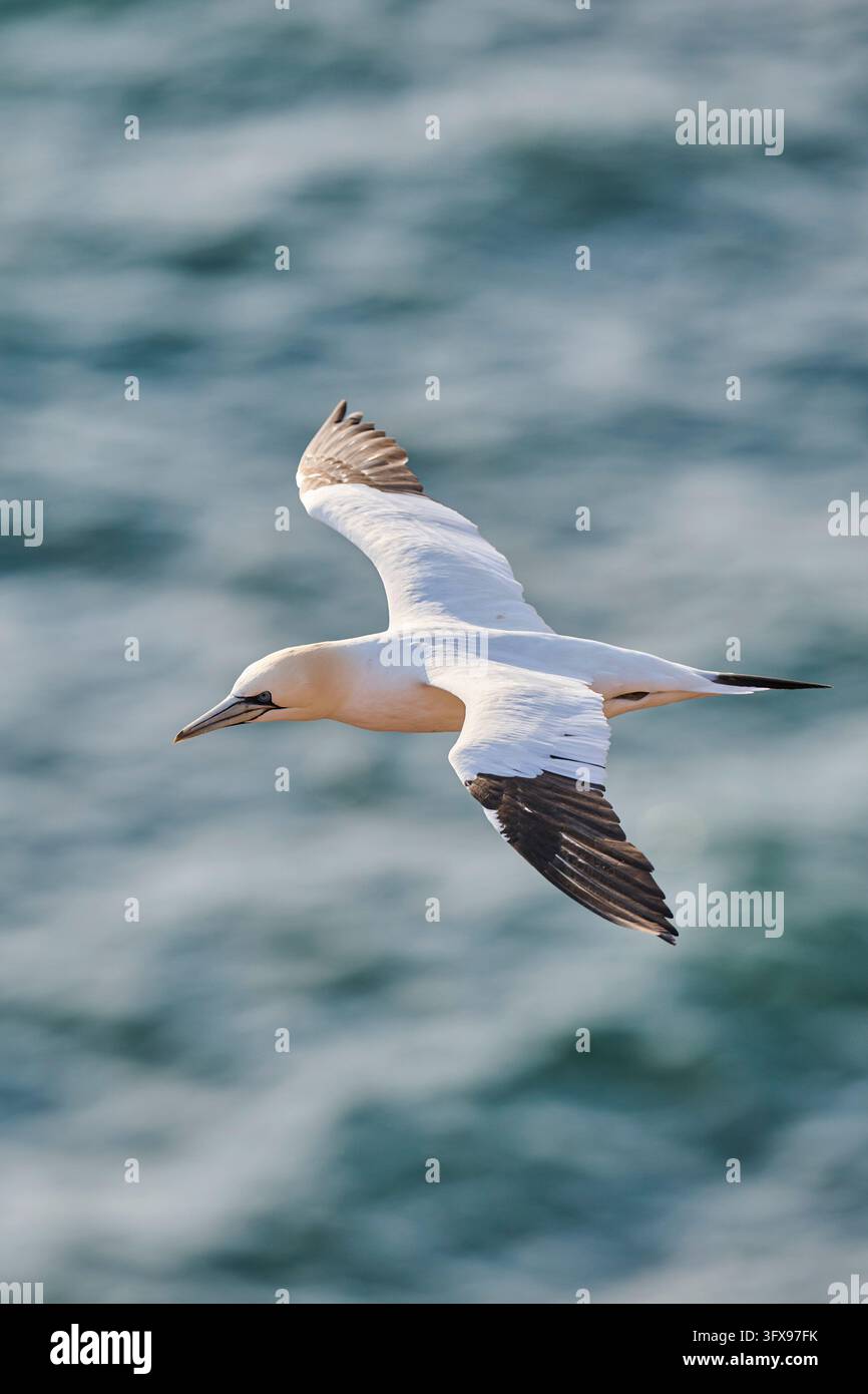 Northern gannet (Morus bassanus) flying over the sea, wildlife ...