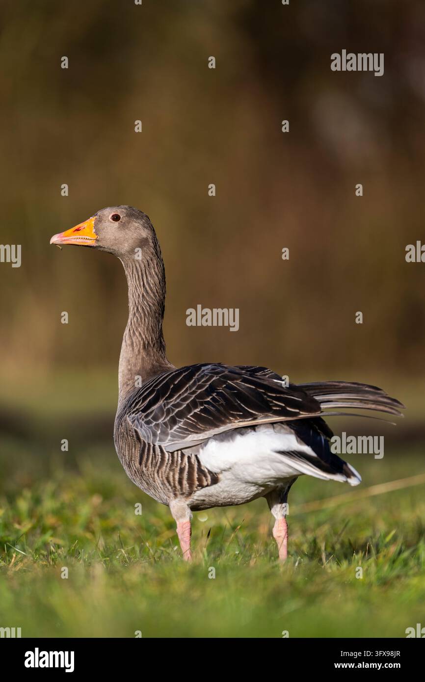 Spring Medoq Greylag goose (Anser anser) standing on a meadow in spring, Bavaria ...