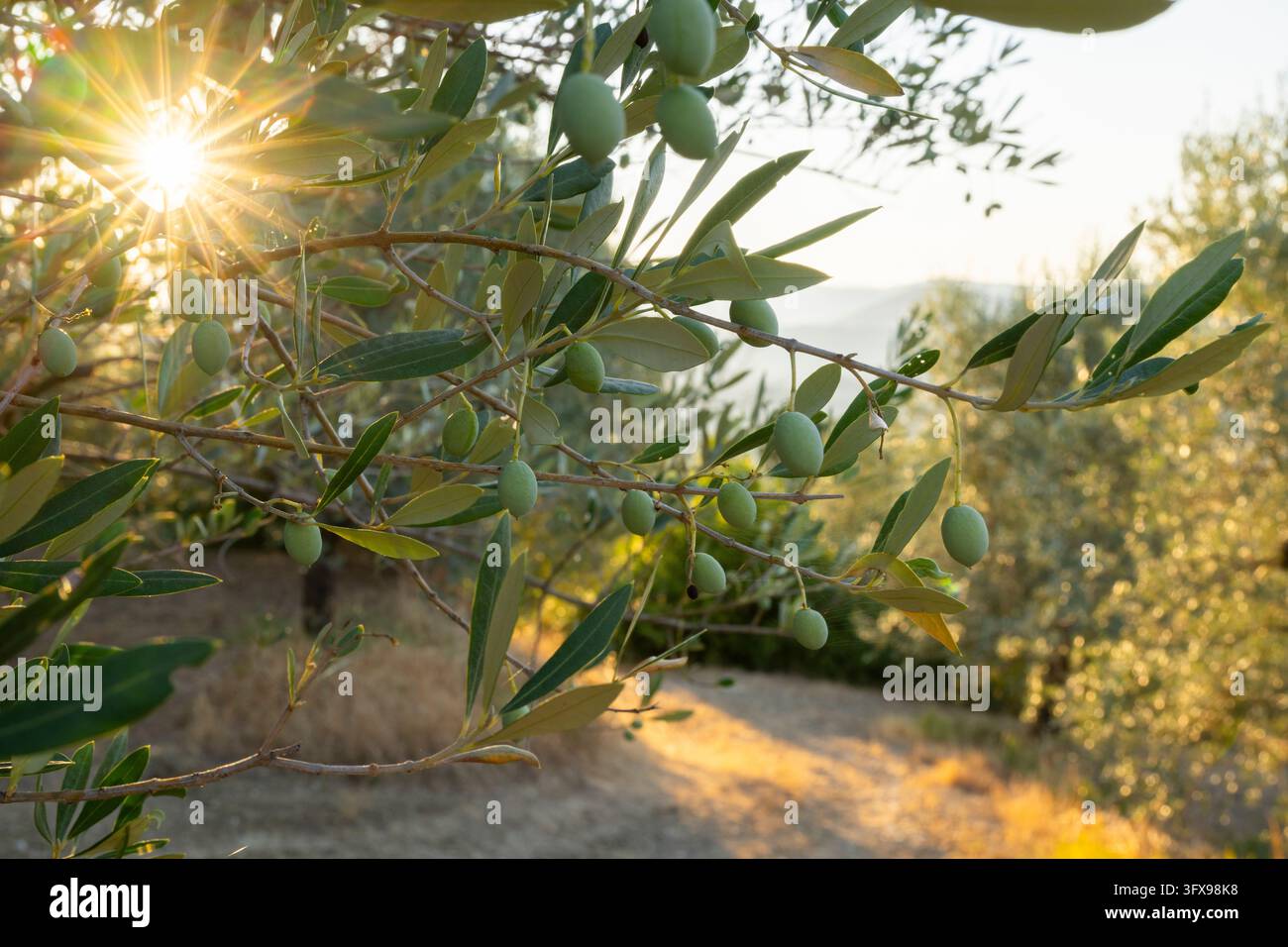 Growing Tree Sign Olives growing on a tree at sunrise, Chianti Region, Tuscany, Italy ...