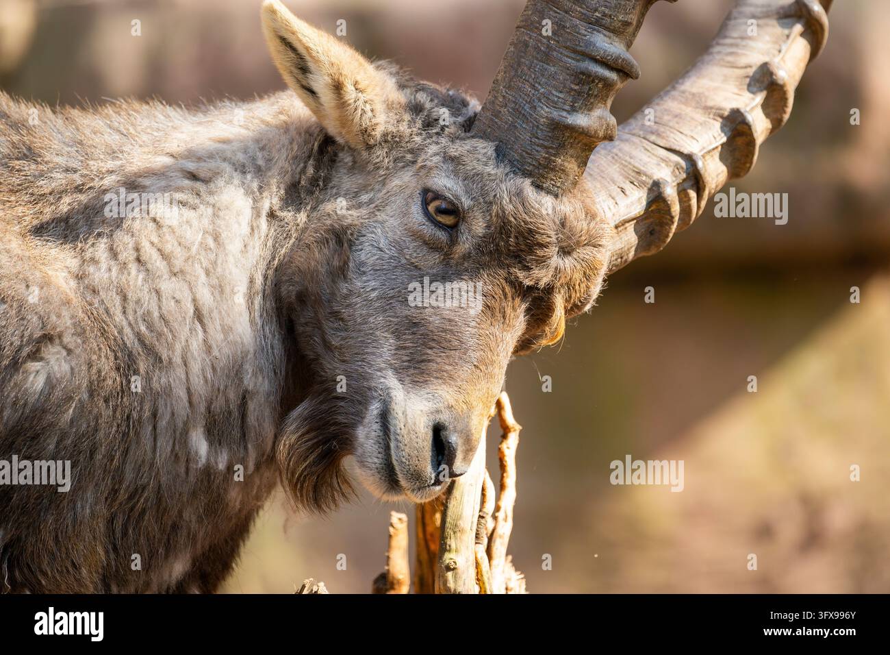 Alpine ibex (Capra ibex), in the mountains, Bavaria, Germany, Europe ...