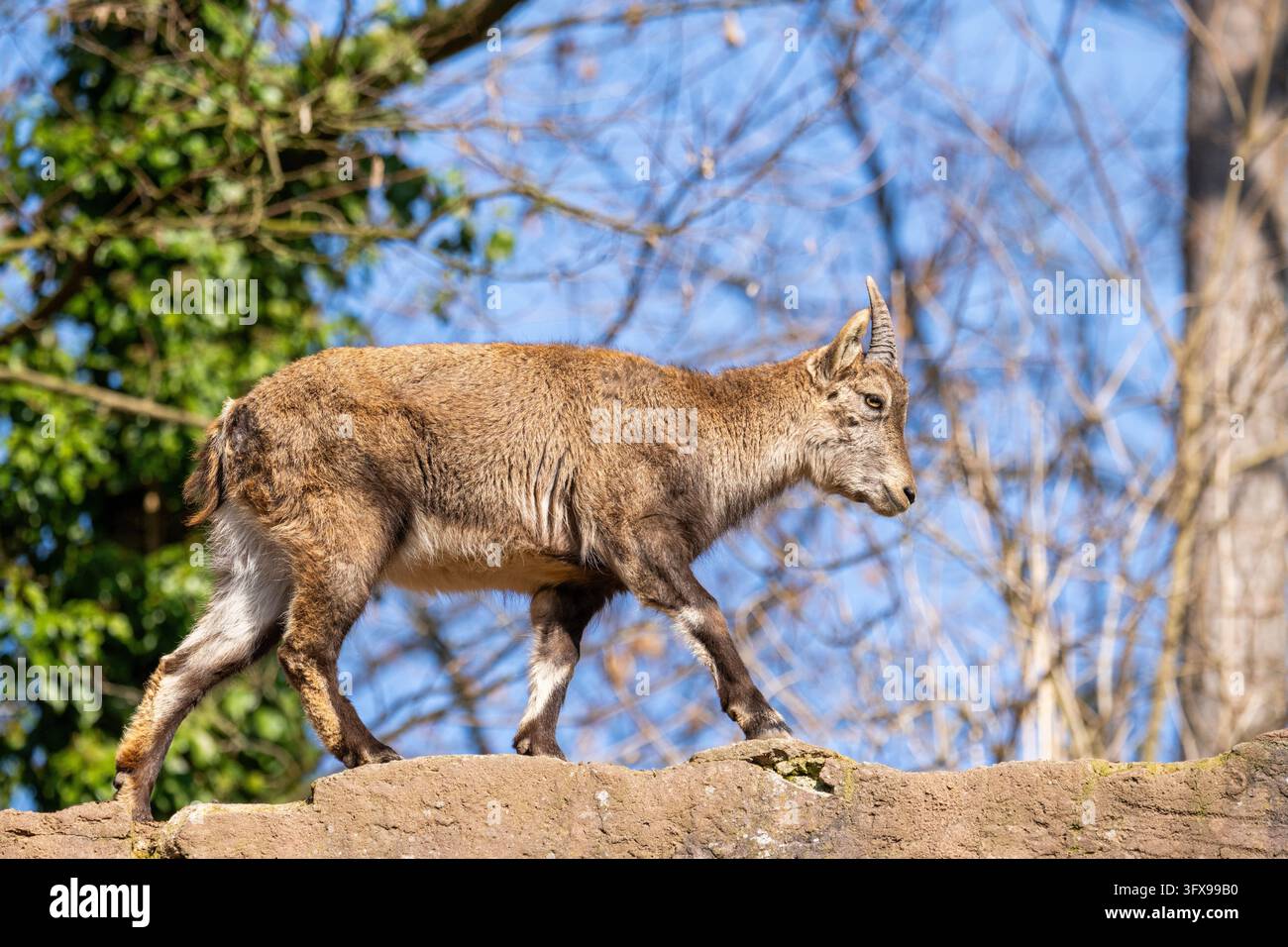 Alpine ibex (Capra ibex), in the mountains, Bavaria, Germany, Europe ...