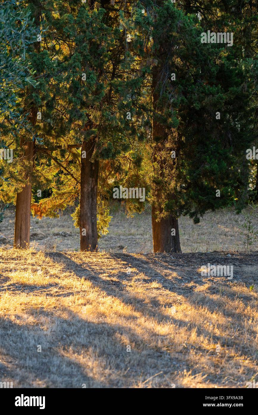 Growing Tree Sign Olive trees growing in the tuscan landscape at sunrise, Chianti Region ...