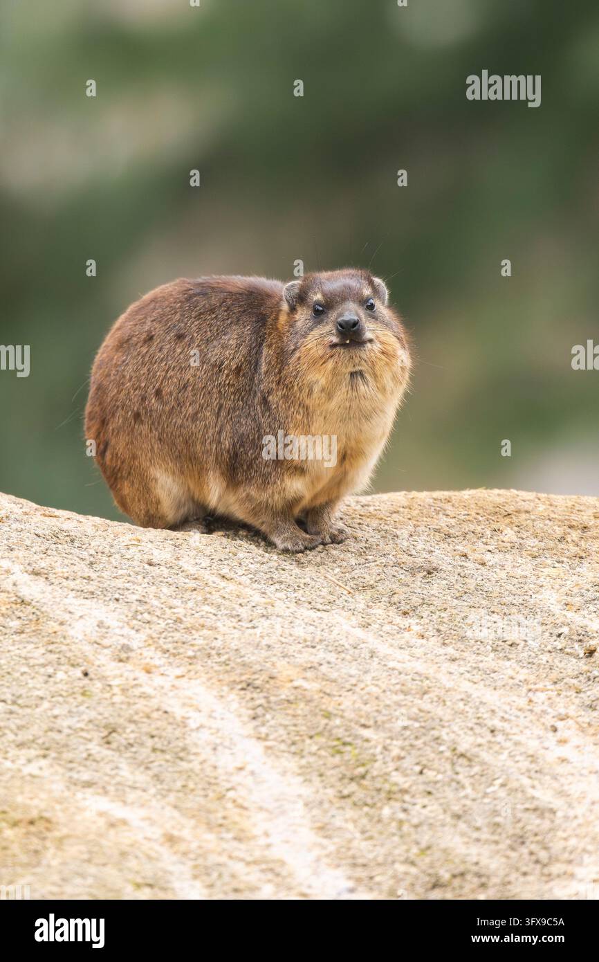Rock hyrax (Procavia capensis) on a rock, Germany Stock Photo