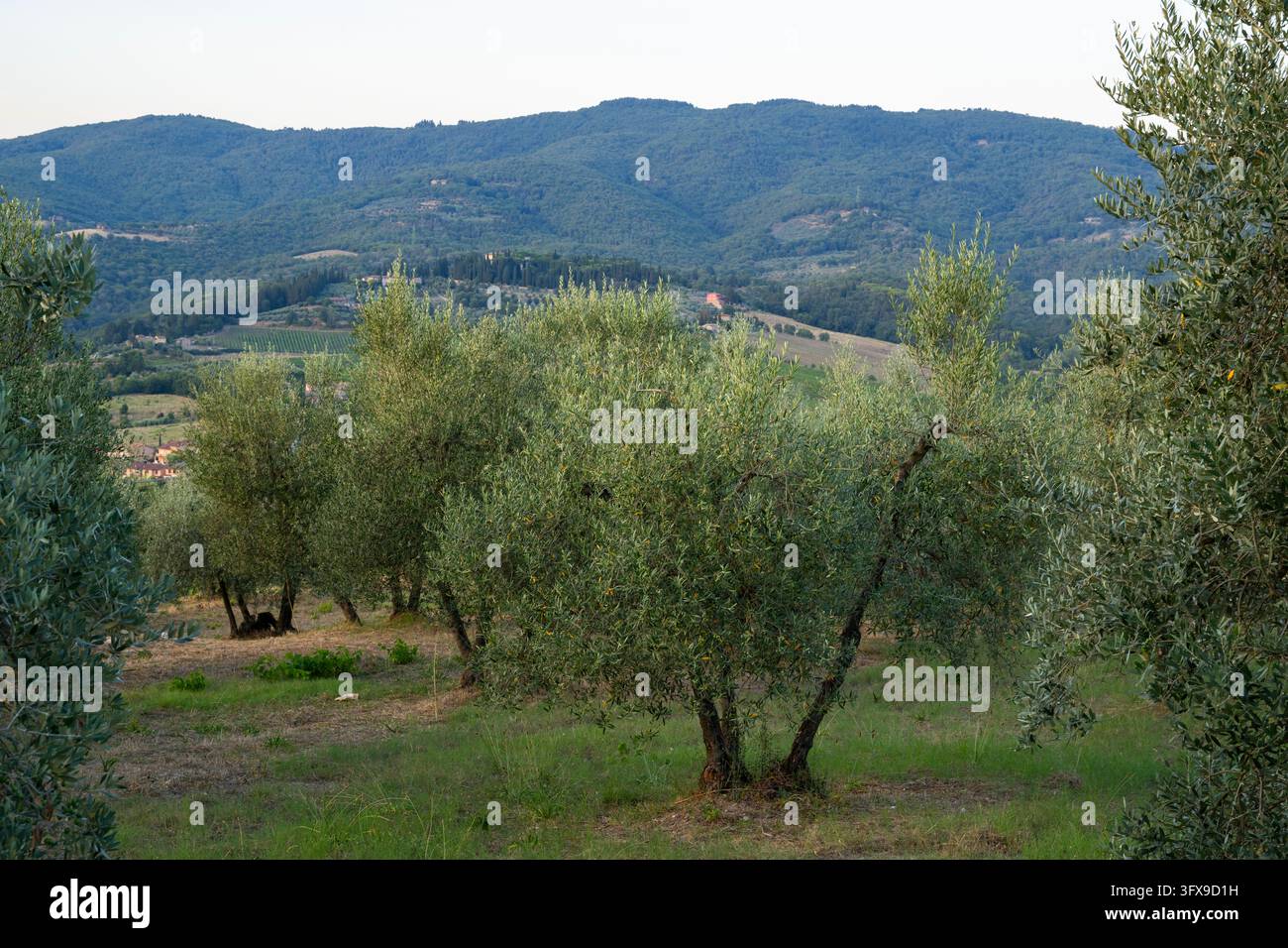 Growing Tree Sign Olive trees growing in the tuscan landscape at sunrise, Chianti Region ...