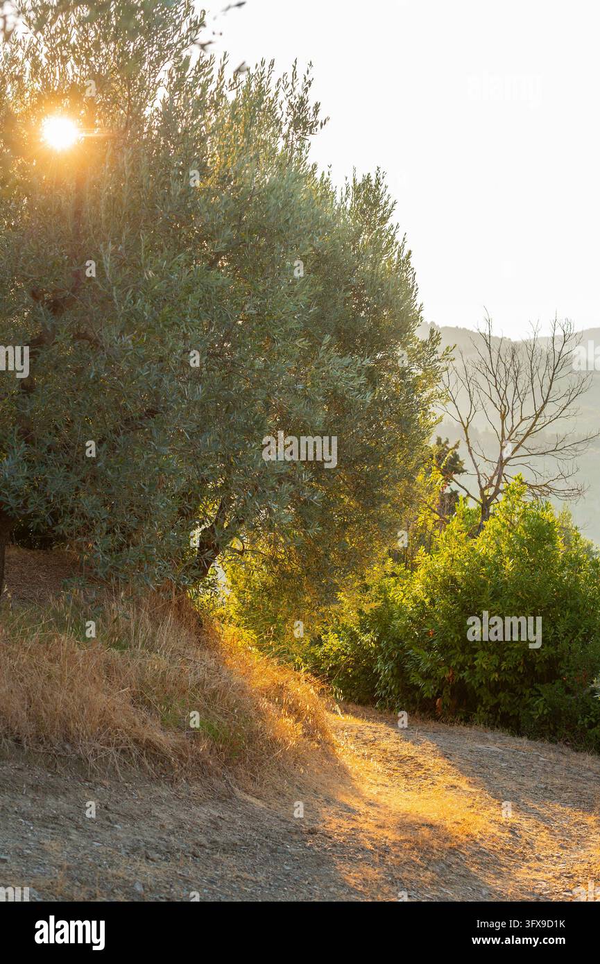 Growing Tree Sign Olive trees growing in the tuscan landscape at sunrise, Chianti Region ...
