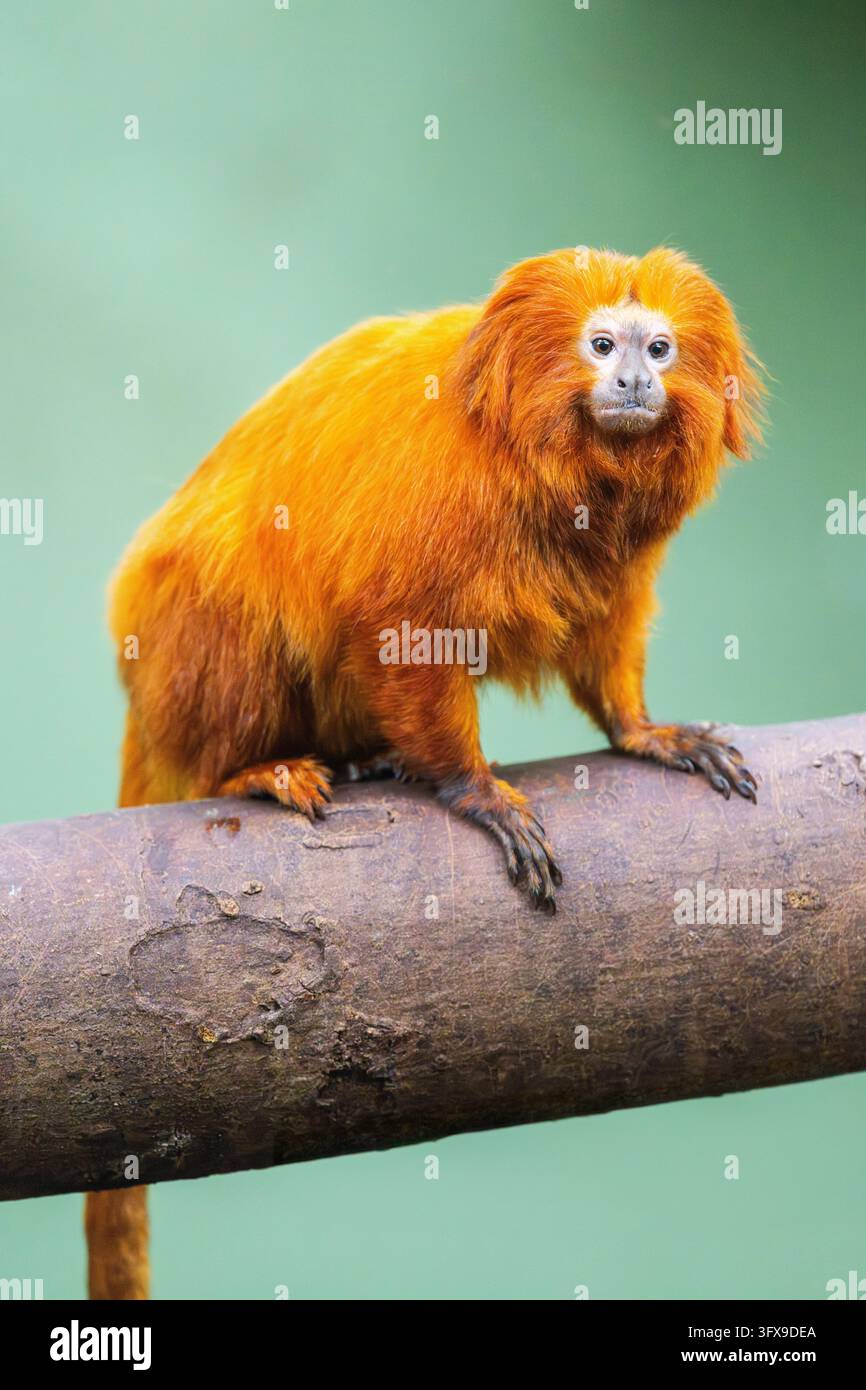 Golden Link Tree Golden lion tamarin (Leontopithecus rosalia), climbing on a tree ...