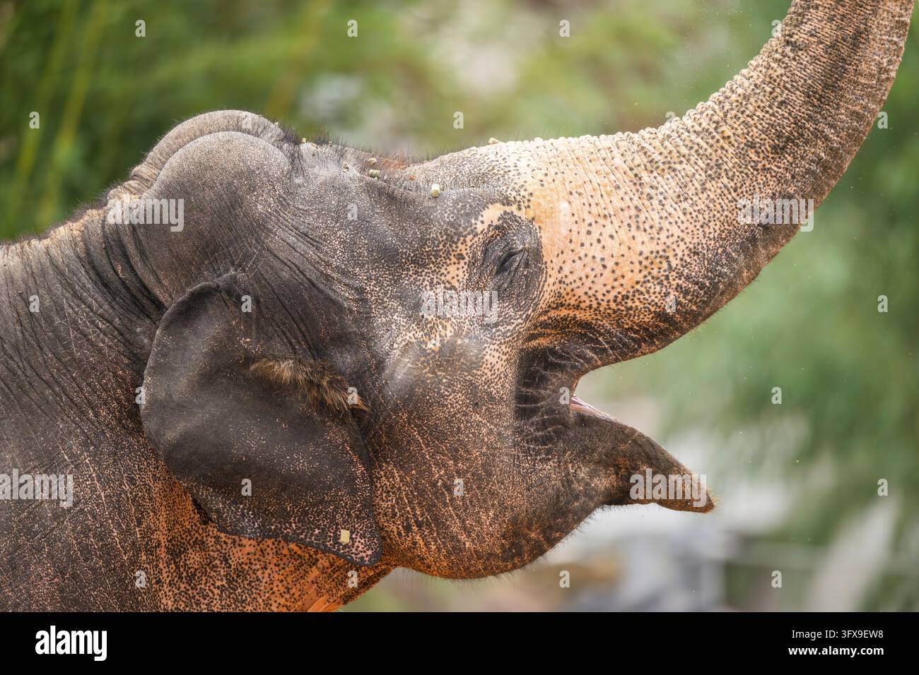 African bush elephant (Loxodonta africana), portrait, captive ...