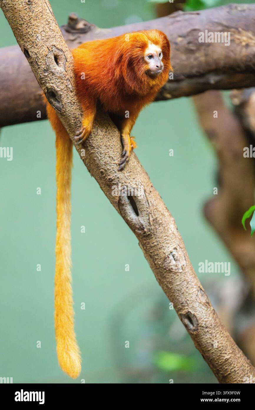 Golden Link Tree Golden lion tamarin (Leontopithecus rosalia), climbing on a tree ...