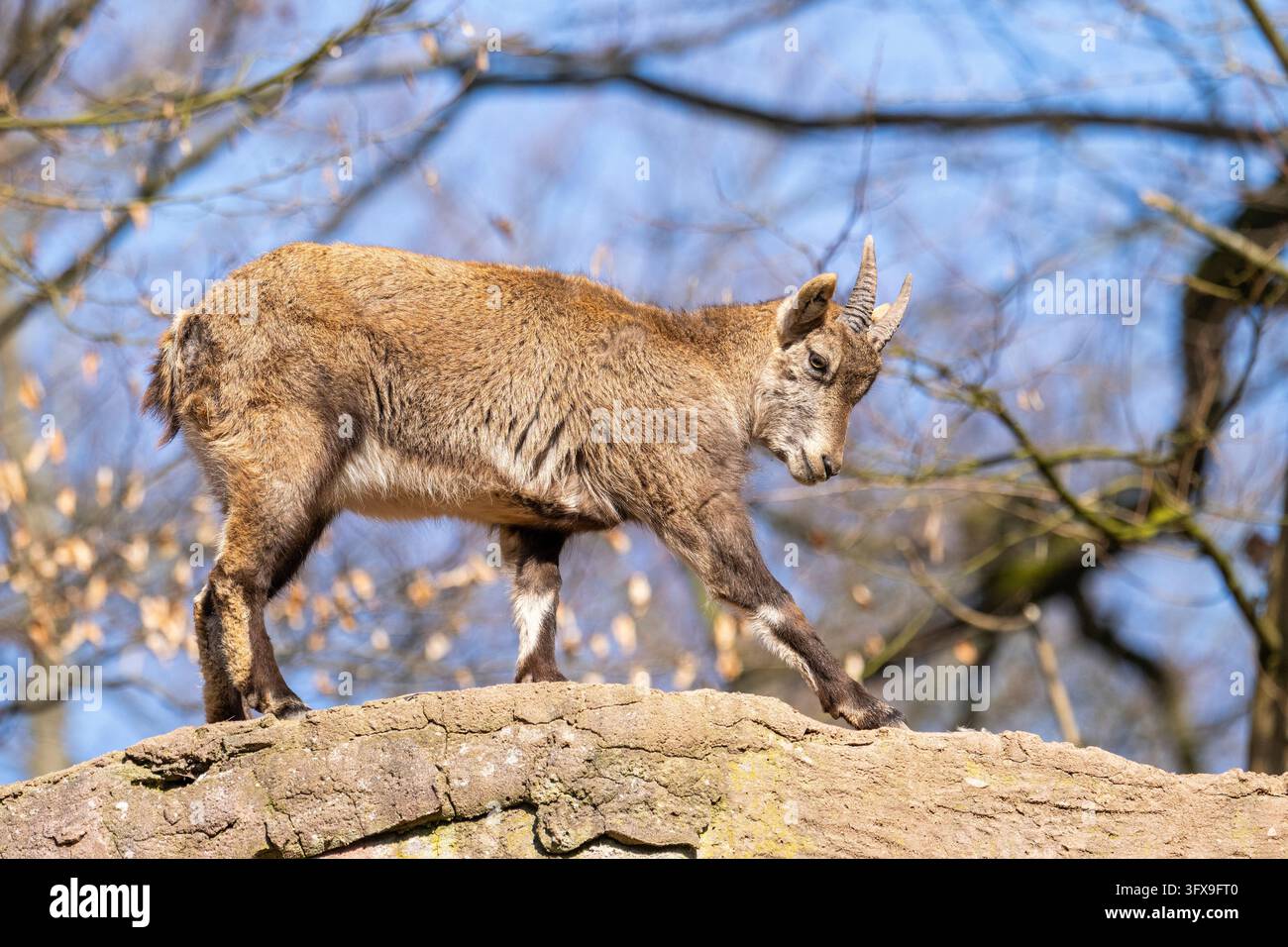 Alpine ibex (Capra ibex), in the mountains, Bavaria, Germany, Europe ...