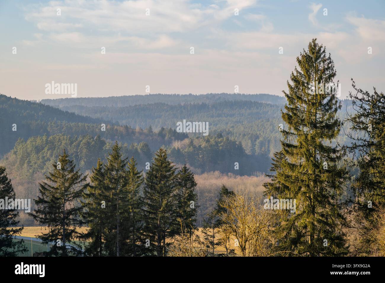 Trees In Forest View over the trees and forest of the upper palatinate forest in winter ...