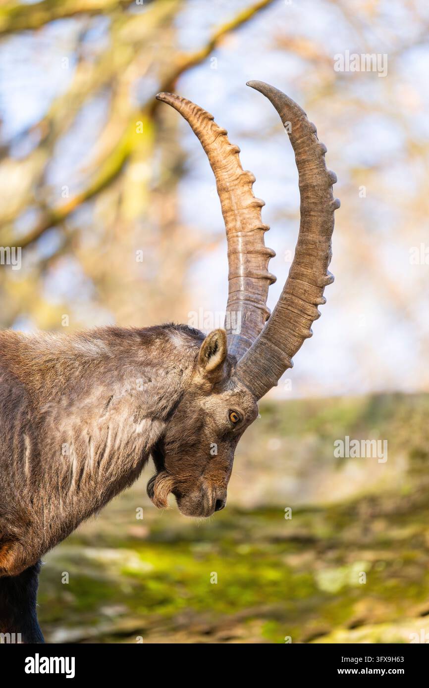 Alpine ibex (Capra ibex), in the mountains, Bavaria, Germany, Europe ...