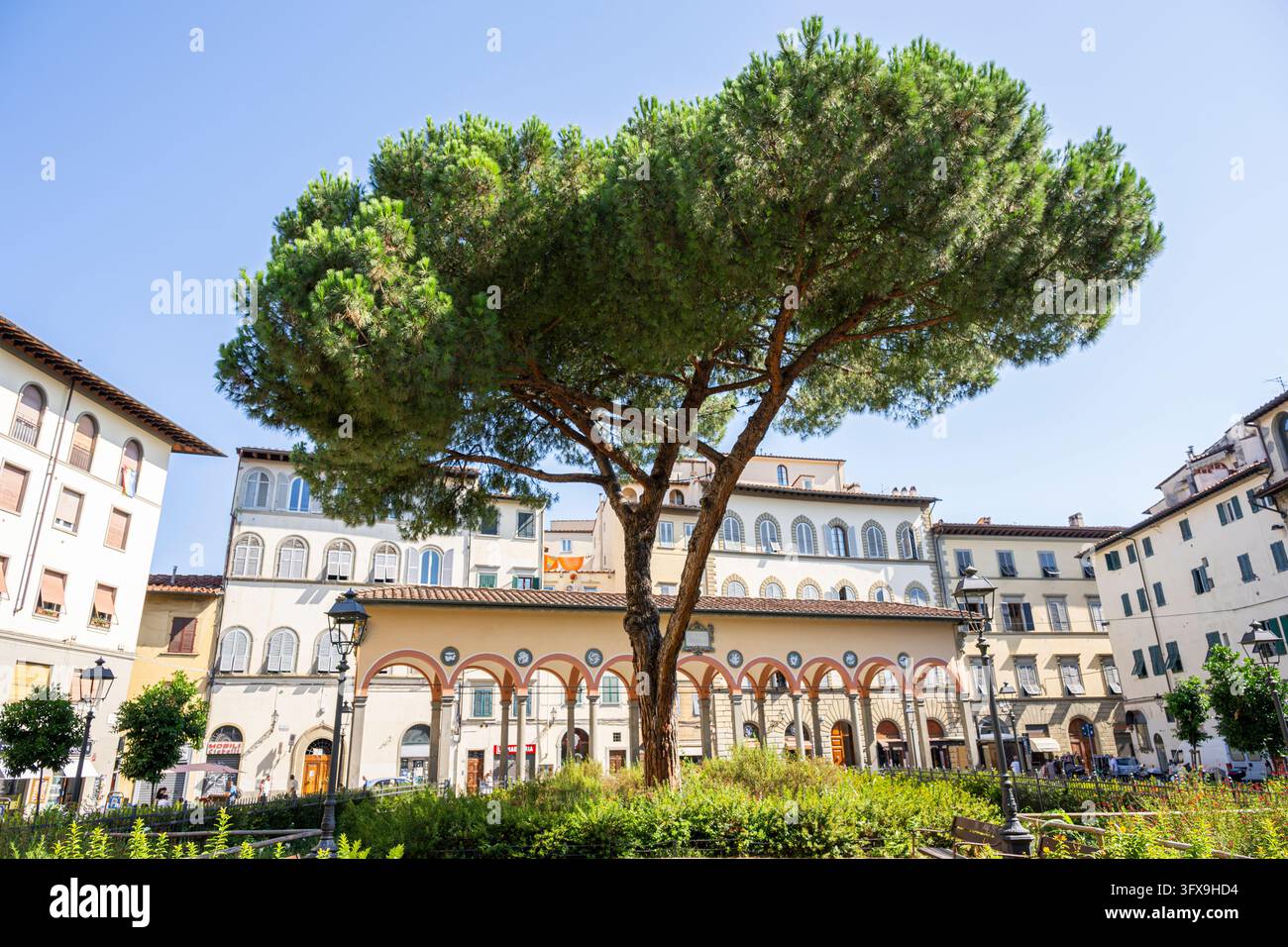An old pine tree in a park in Florence, UNESCO World Heritage Site ...