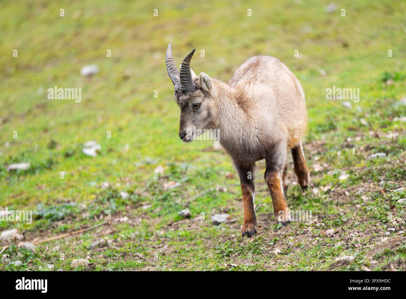 Alpine ibex (Capra ibex) female walking on a meadow, Bavaria, Germany ...