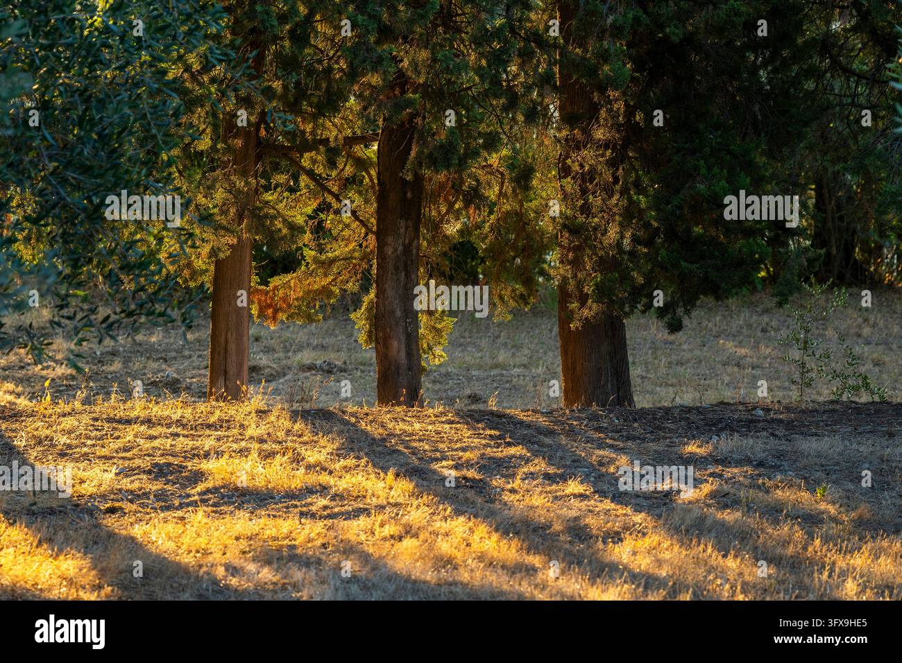 Growing Tree Sign Olive trees growing in the tuscan landscape at sunrise, Chianti Region ...