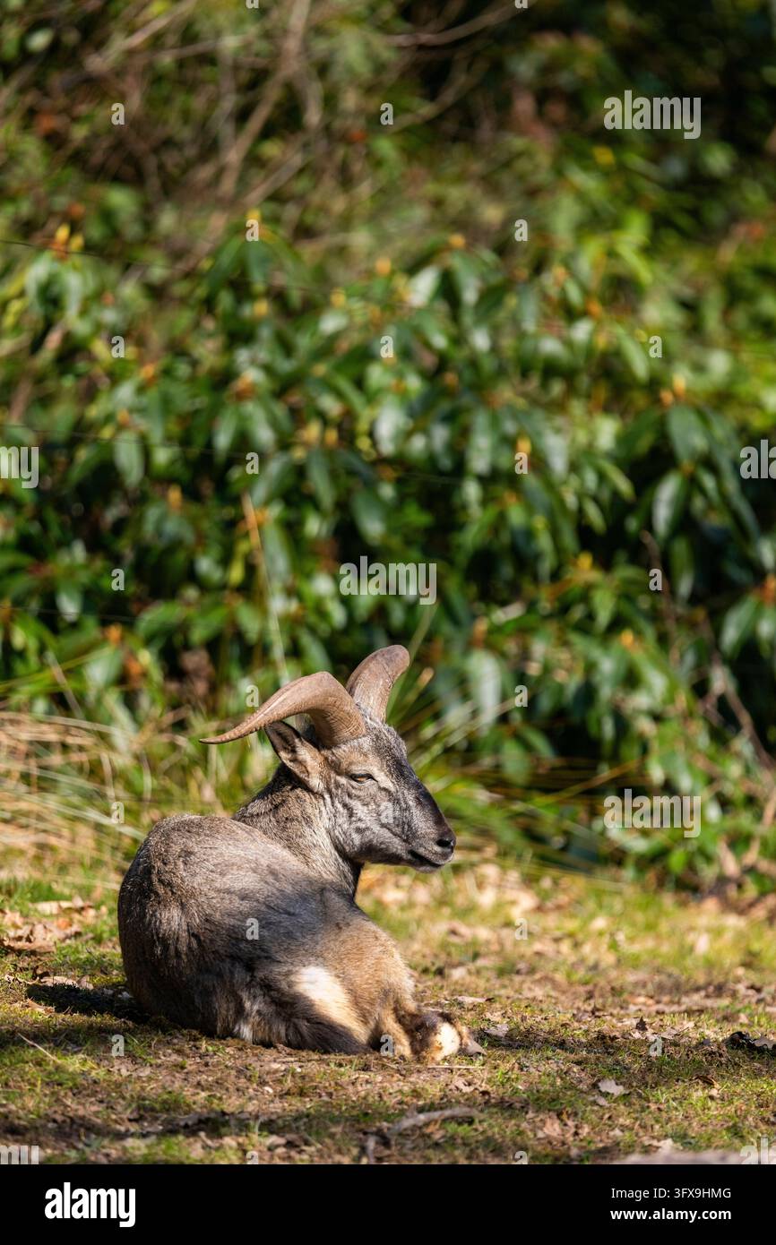 Spring Medoq Bharal (Pseudois nayaur), lying on a meadow on a sunny day in spring ...