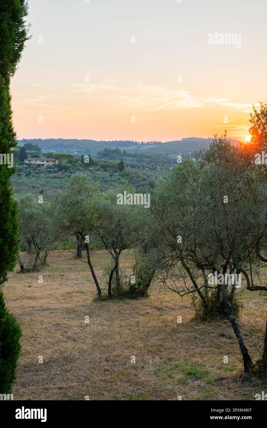 Tuscan landscape at sunset, country estate with olive trees in Chianti ...