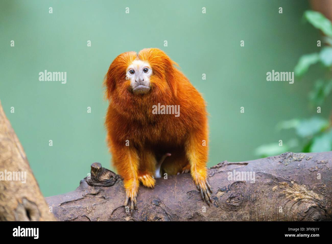 Golden Link Tree Golden lion tamarin (Leontopithecus rosalia), climbing on a tree ...