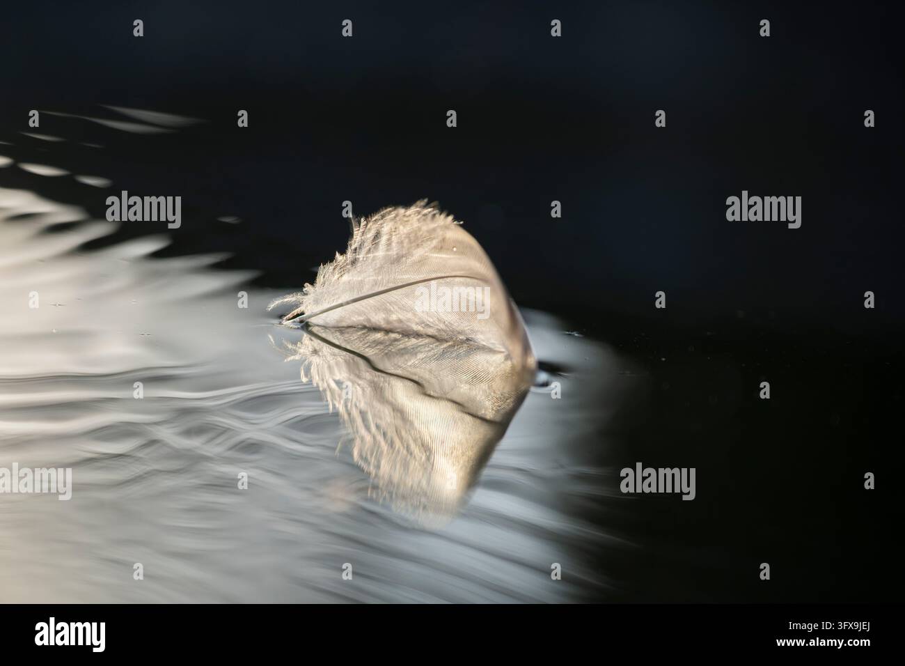 Close-up of a floating swan feather on a water, Bavaria, Germany ...