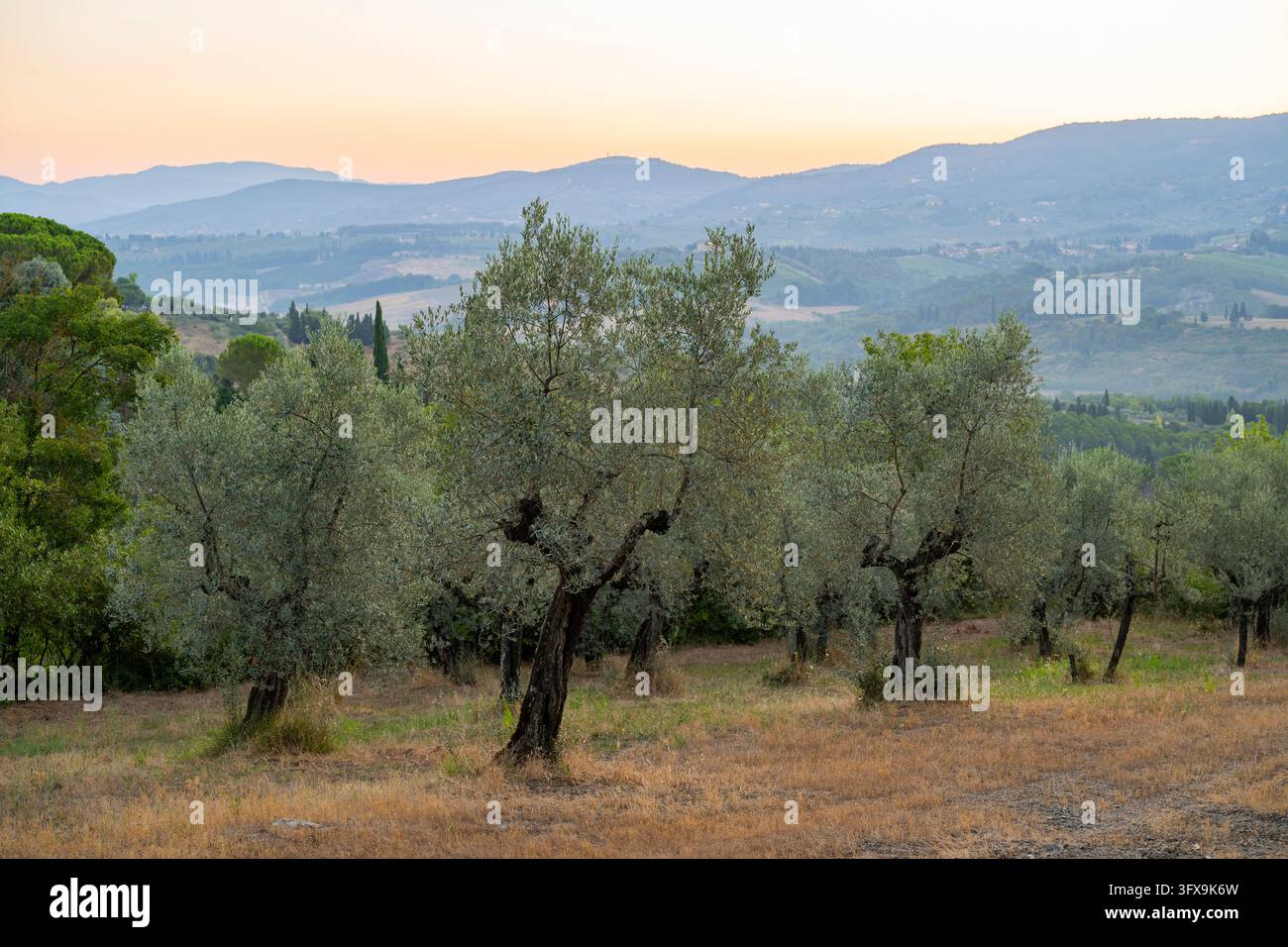 Growing Tree Sign Olive trees growing in the tuscan landscape at sunset, Chianti Region ...