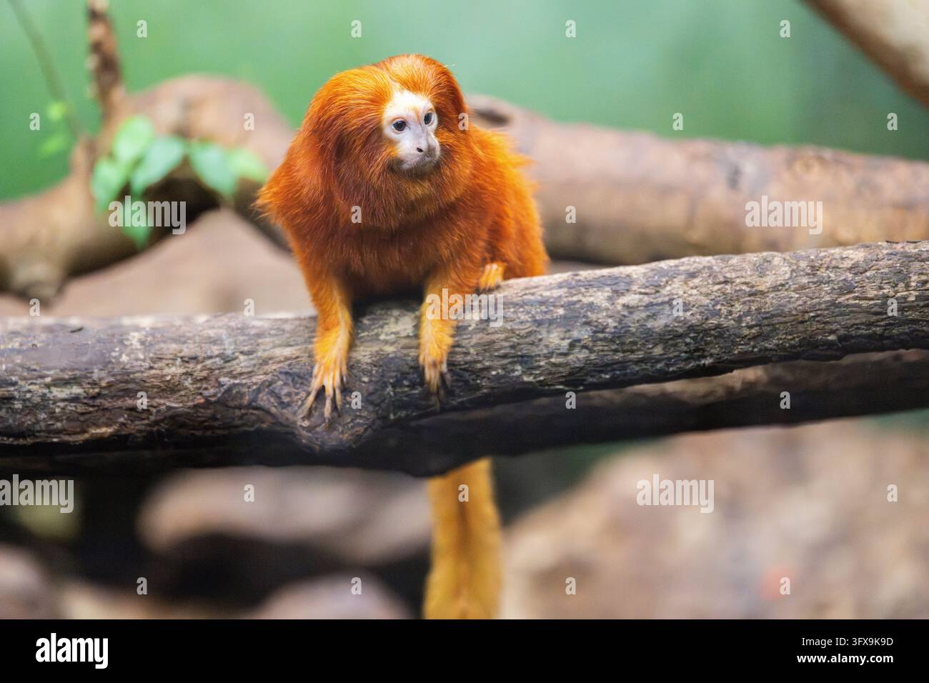 Golden Link Tree Golden lion tamarin (Leontopithecus rosalia), climbing on a tree ...